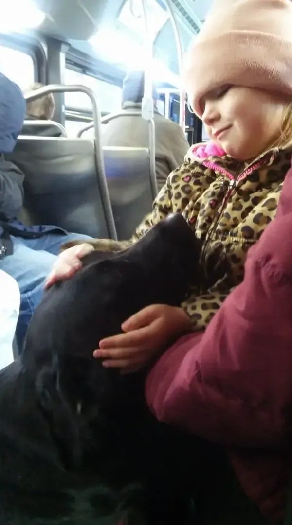 dog on bus