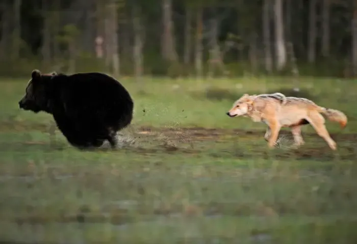 bear and wolf friendship