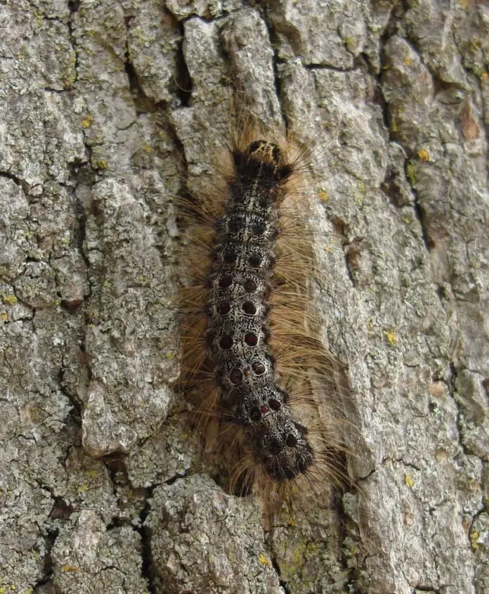 Gypsy Moth Caterpillar Rash