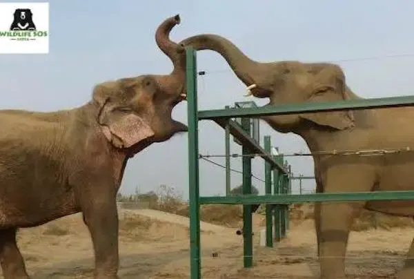 elephant finally free