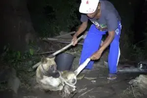 Bali dog meat