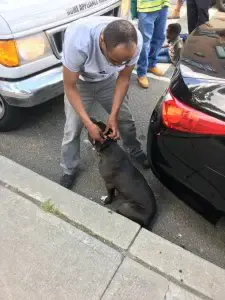 dog tortured