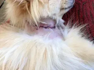 dog throat slit