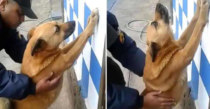 dog-trains-police-pat-downs