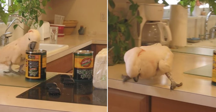 musical-cockatoo-loves-dancing