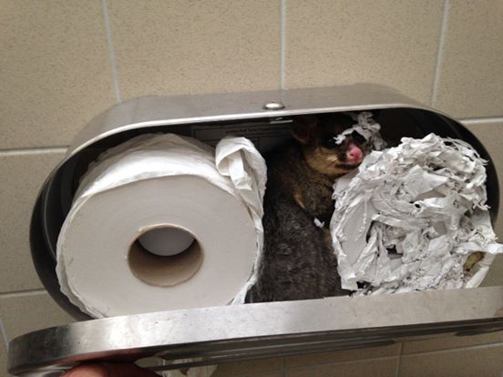 possum in tissue paper dispenser