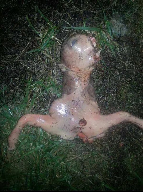 alien in backyard