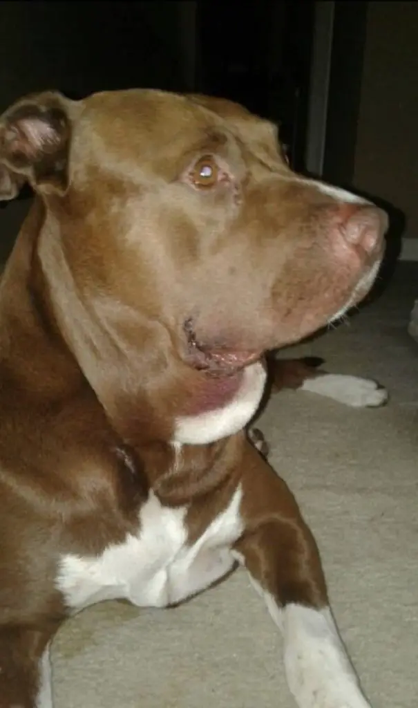 Man Walks Pit Bull Without Leash, Then Hears Young Boy Scream Relay Hero