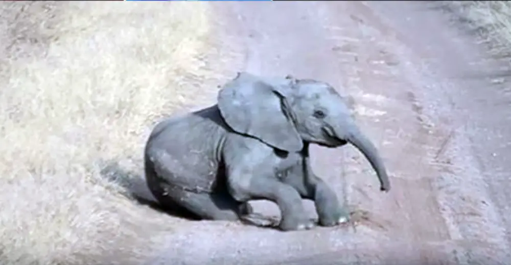 Cute Baby Elephant Throws A Temper Tantrum In The Road, Mom Knows
