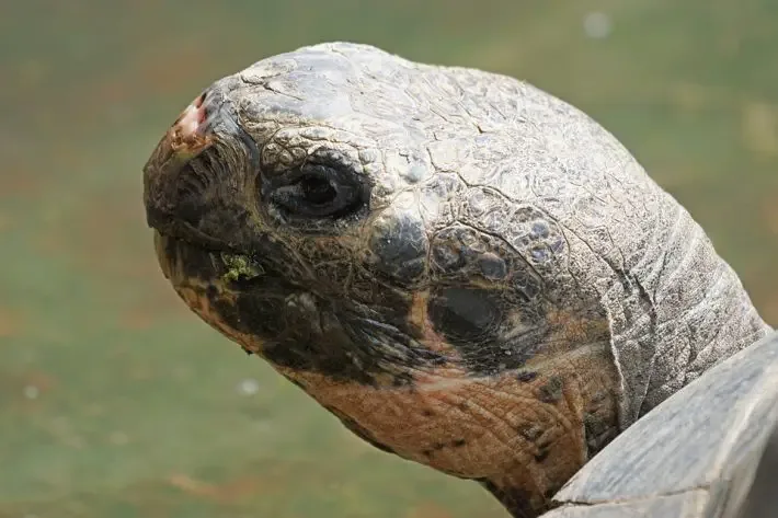 turtle in train track