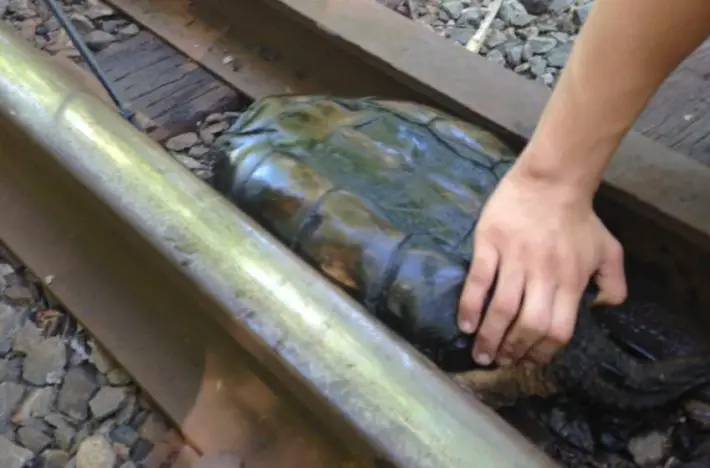 turtle in train track