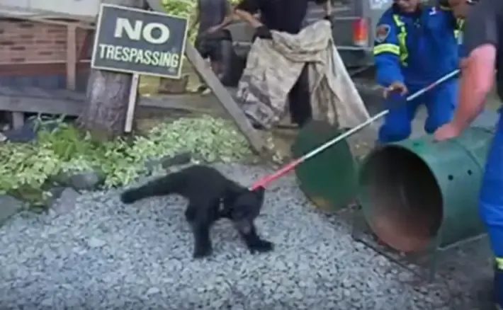 officer and bear cubs