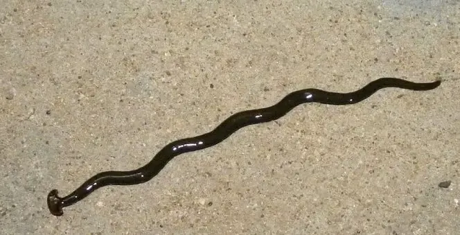 hammerhead worm