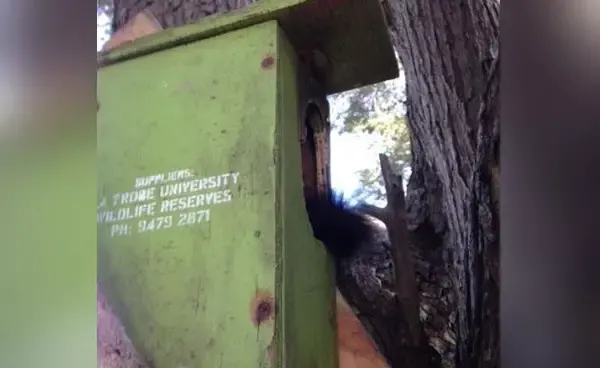 possum in tissue paper dispenser