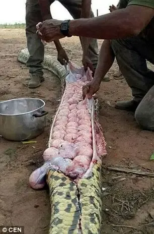 snake eggs