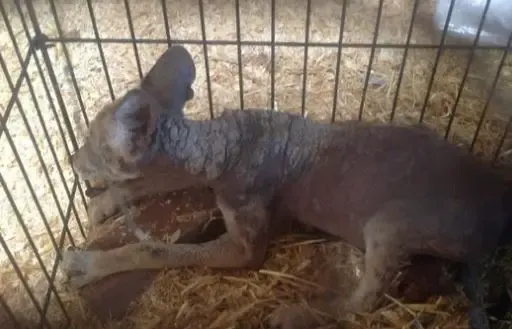 baby coyote rescued