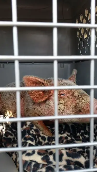 sick piglet with mange