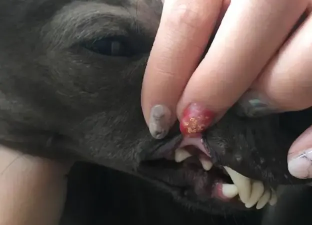 dog with crooked teeth