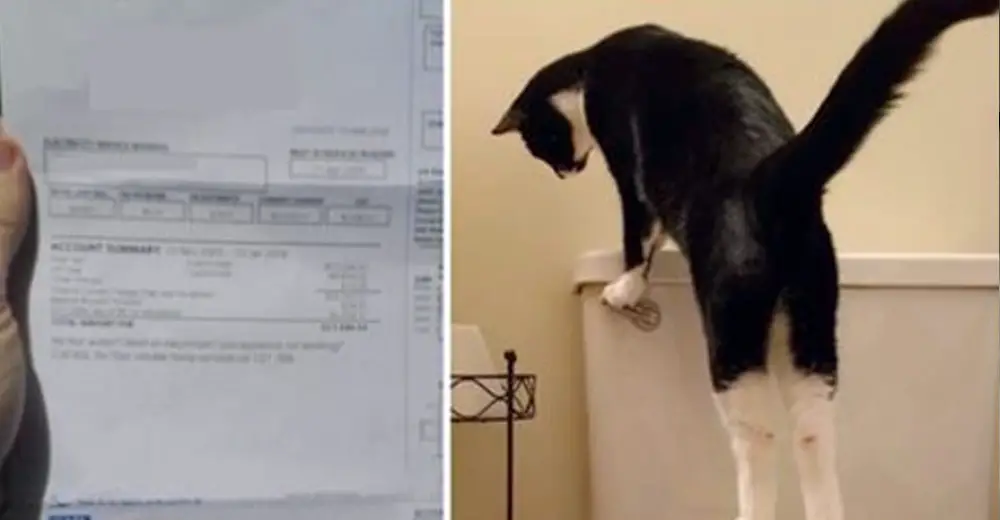 Man Has No Clue Why His Water Bill Is So High — Until He Catches Cat