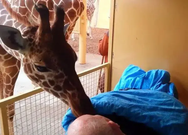 giraffe kissing dying man