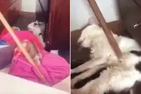 man tortured cat