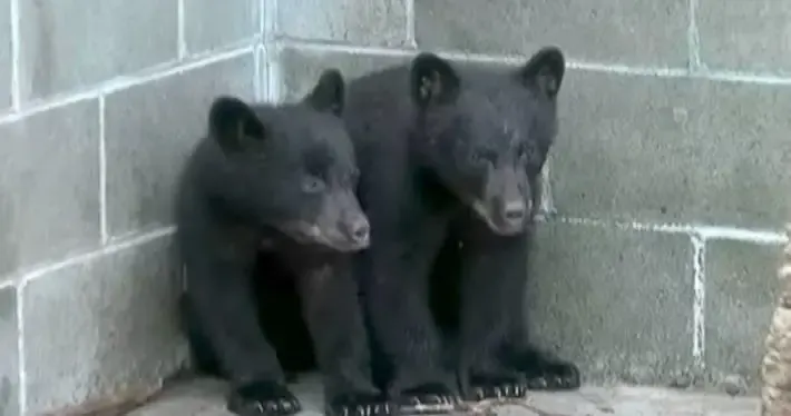 officer and bear cubs
