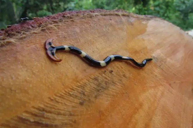 hammerhead worm