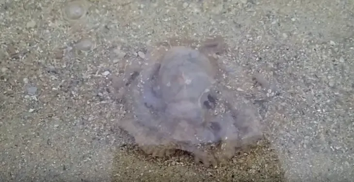 octopus saying thank you