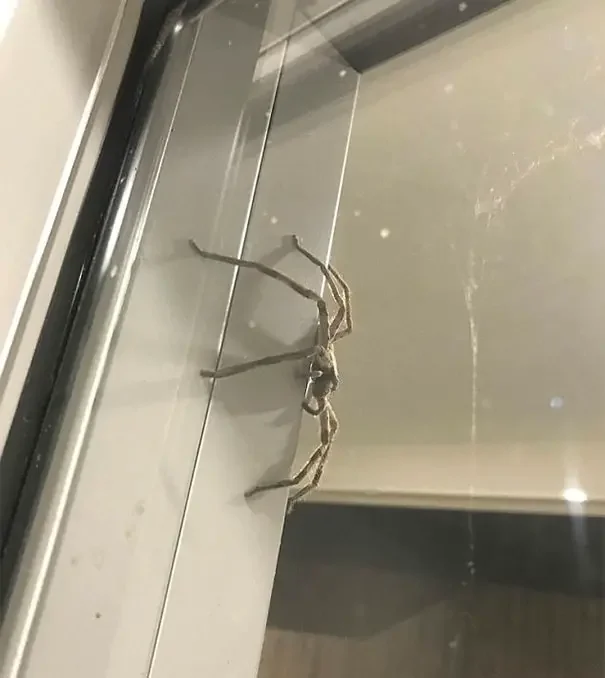 giant huntsman spider