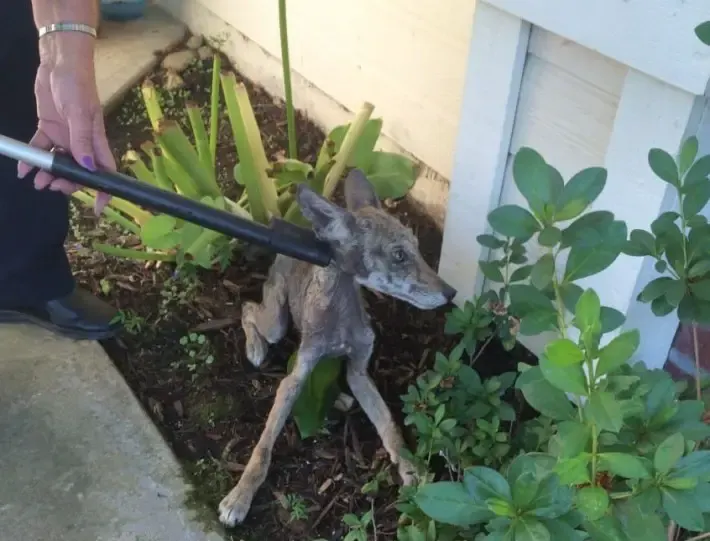 baby coyote rescued