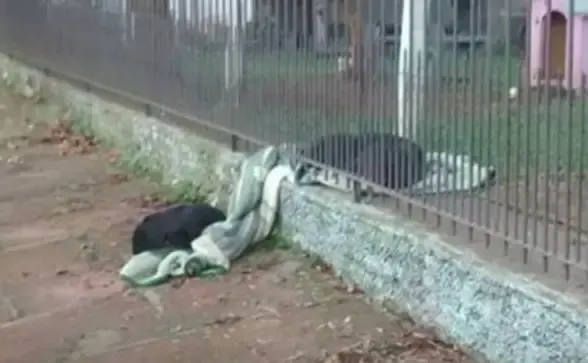 dog shares blanket