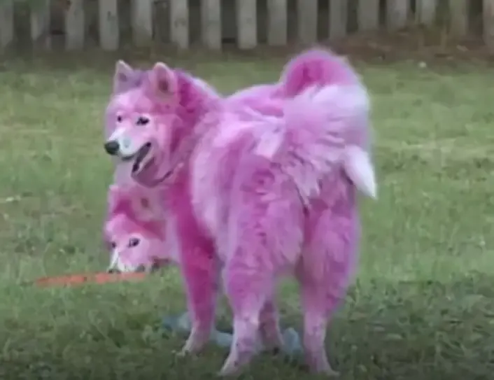 pink puppies