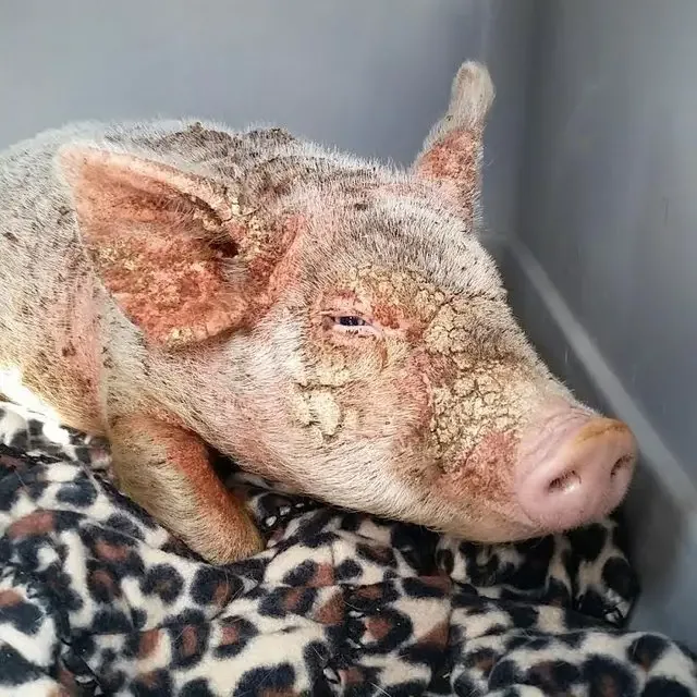 sick piglet with mange