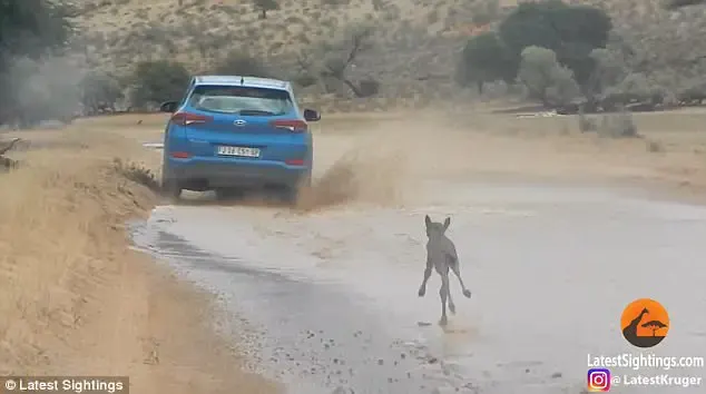 baby wildebeest and car