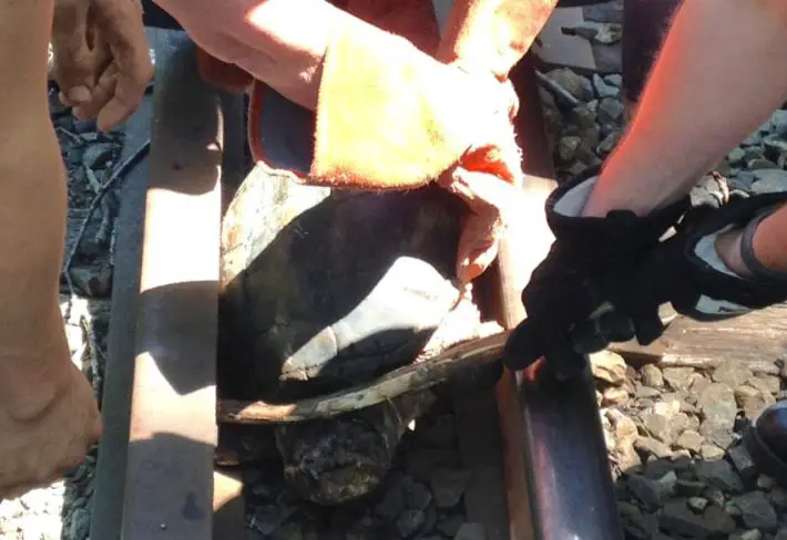 turtle in train track