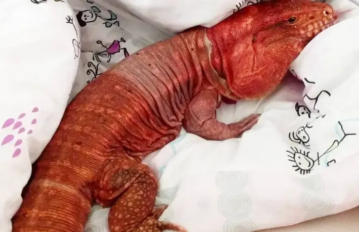 dog size lizard