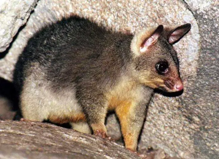 possum in tissue paper dispenser