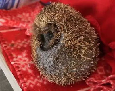 hedgehog in trouble