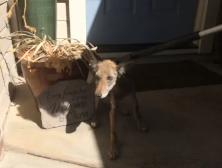 baby coyote rescued