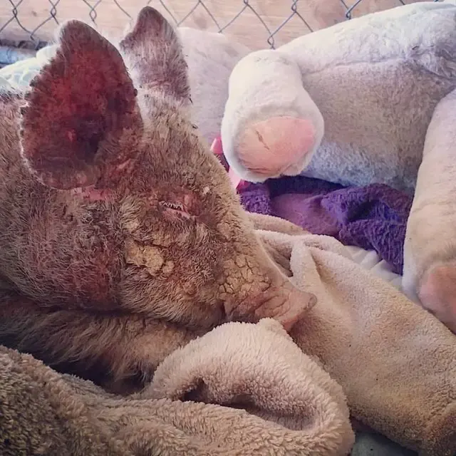 sick piglet with mange