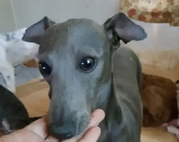 dog with crooked teeth