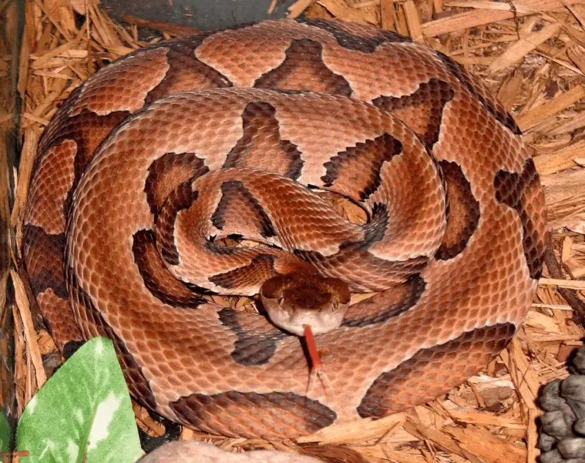 snake kills copperhead