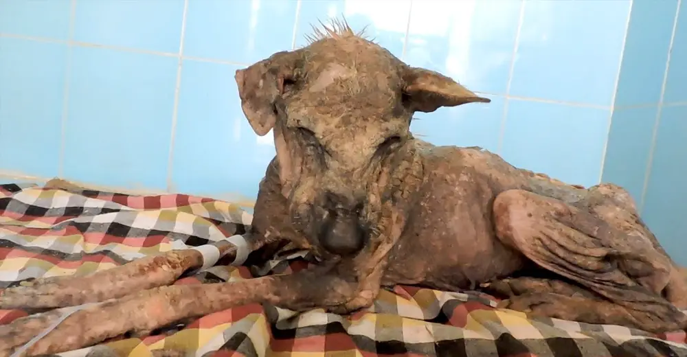 Stray Dog Was Too Sick To Stand, And Cried Out When