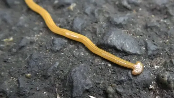 hammerhead worm