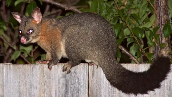 possum in tissue paper dispenser