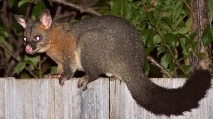 possum in tissue paper dispenser