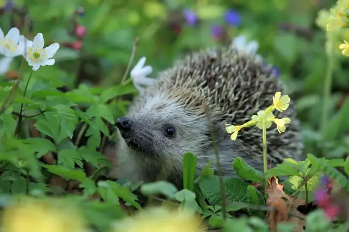 hedgehog in trouble