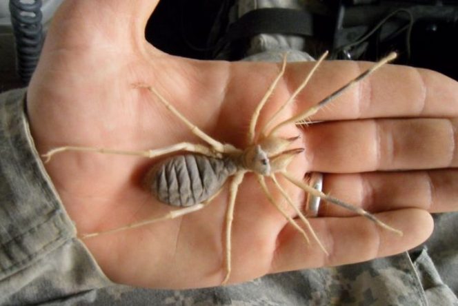 Here's Why Camel Spiders Are The Scariest Creatures On ...
