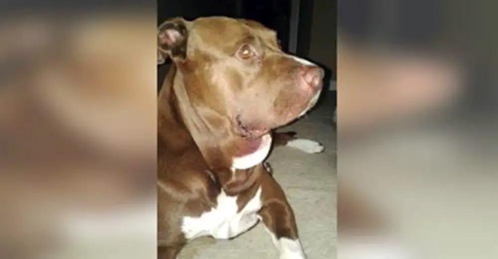 Man Walks Pit Bull Without Leash, Then Hears Young Boy Scream Relay Hero