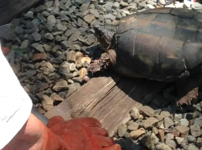 turtle in train track